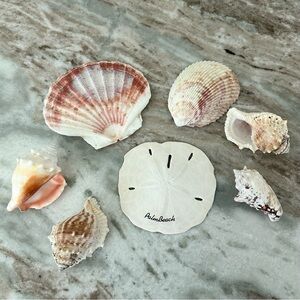 Palm Beach Seashell Collection - Coastal Beach Decor - Florida - Gifts